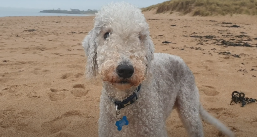 Bedlington terries are one of the best hypoallergenic dog breeds in the UK.