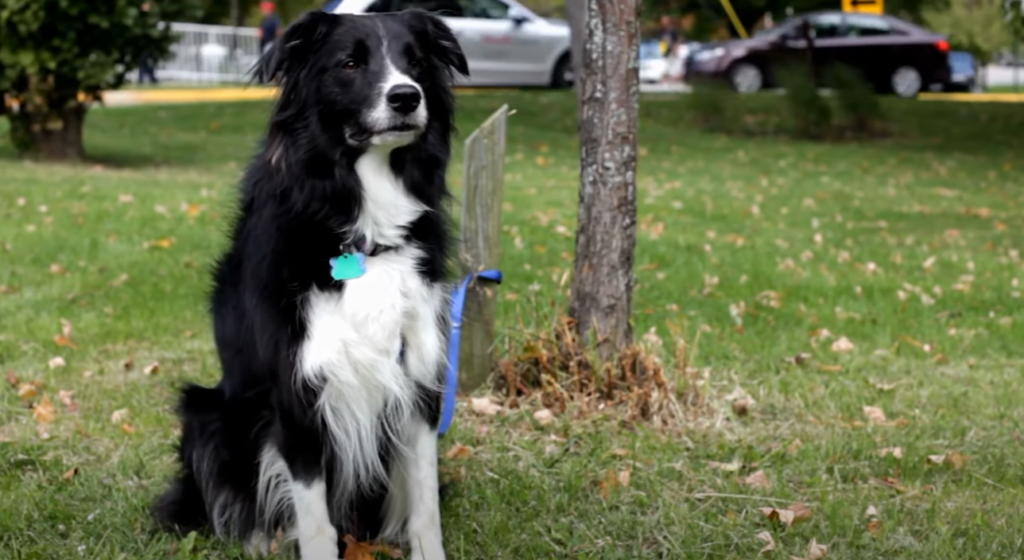 What dogs are easy to train in the UK - The border collie