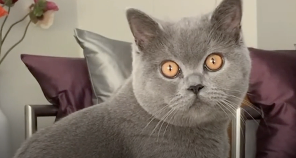 One of the most common cat breeds in the UK is the British Shorthair Cat