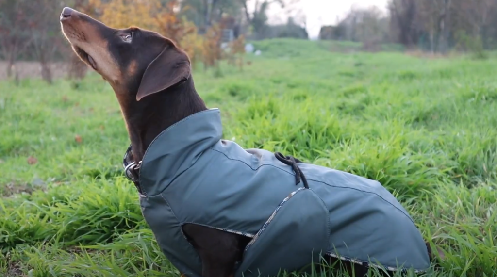 A dachshunds wearing a jacket