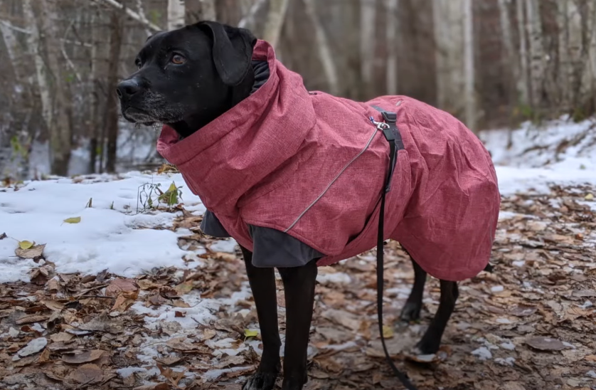 Do dogs need coats during winter in the UK- dog wearing a winter coat