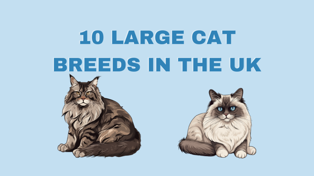 10 Large Cat Breeds in the UK