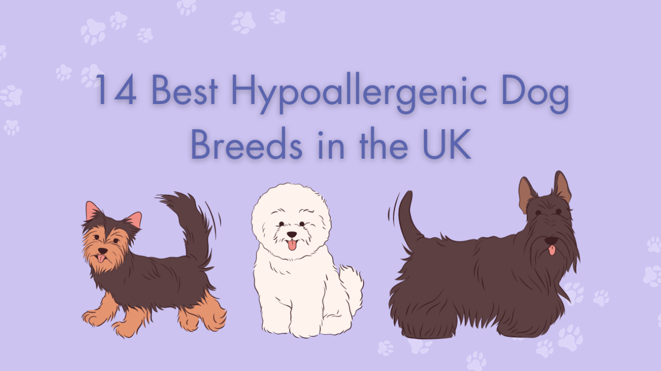 14 Best Hypoallergenic Dog Breeds in the UK