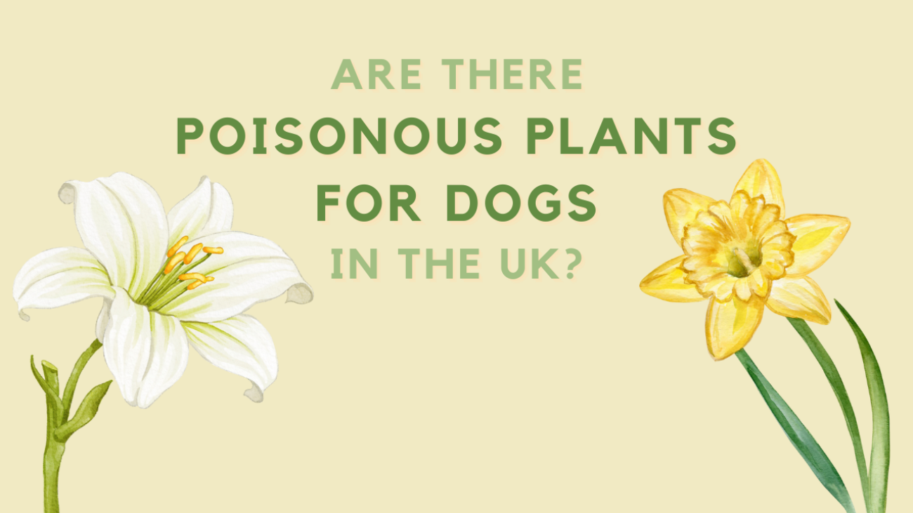 Are There Poisonous Plants for Dogs in the UK