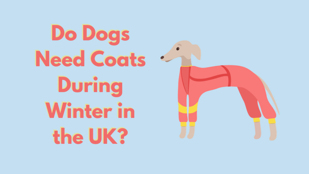 Do Dogs Need Coats During Winter in the UK?