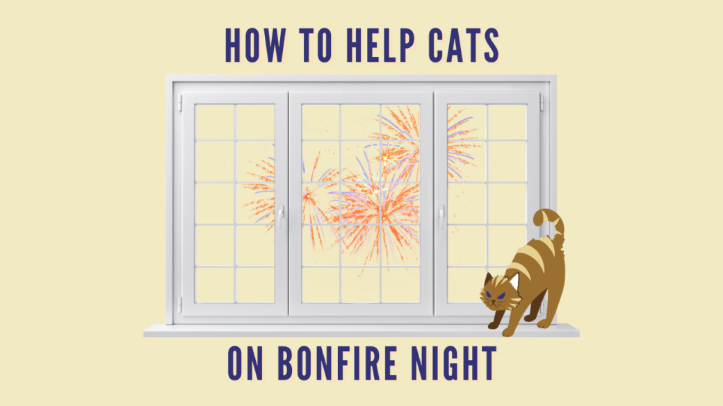 How to Help Cats on Bonfire Night