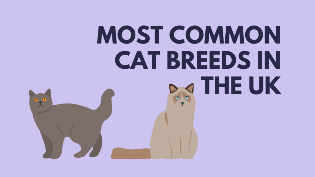 Most Common Cat Breeds in the UK