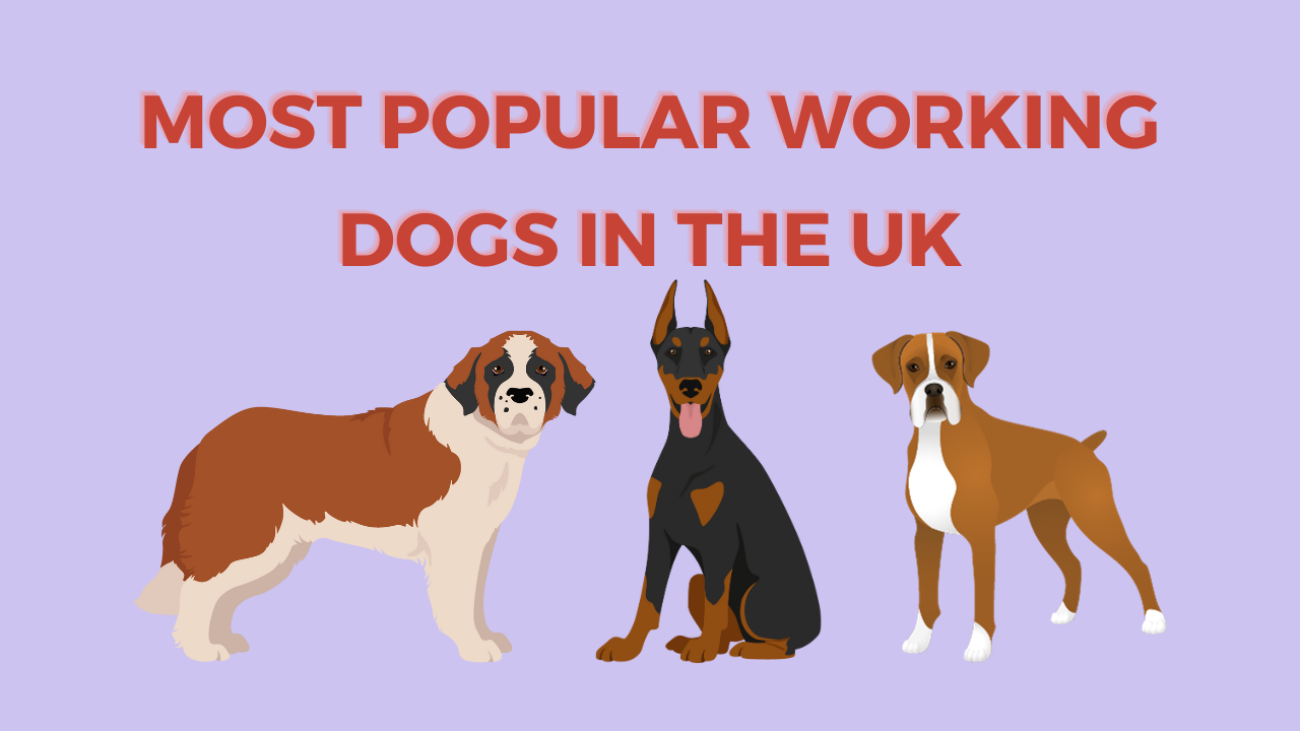 Most Popular Working Dogs in the UK