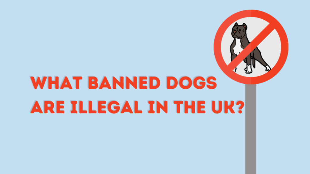 What Banned Dogs are Illegal in the UK