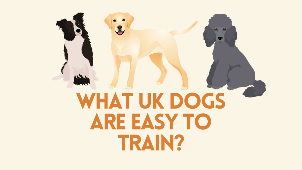 What UK Dogs are Easy to Train