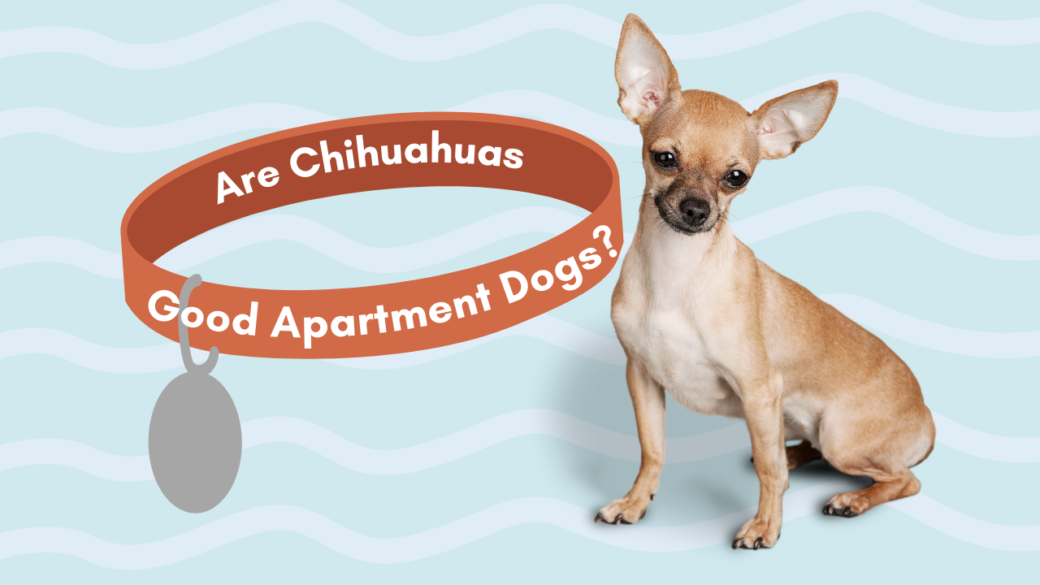 Are Chihuahuas Good Apartment Dogs