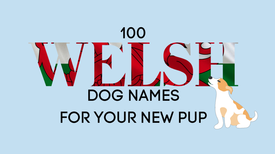 welsh dog names