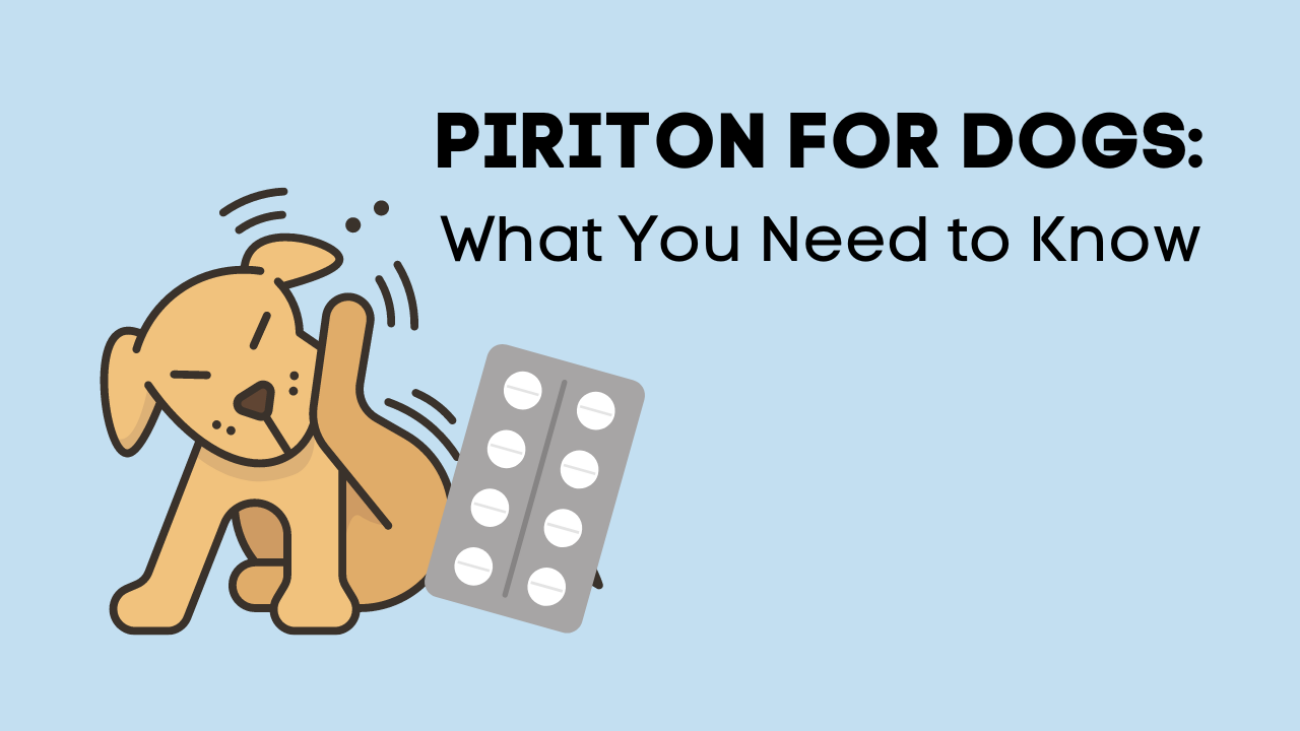 Piriton for Dogs What You Need to Know