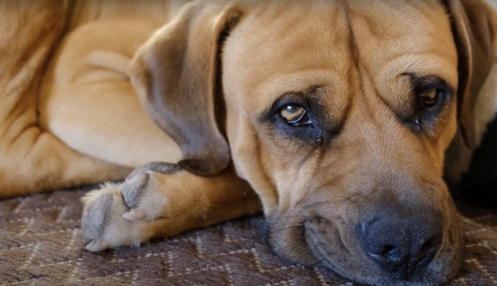Piriton for dogs can cause drowsiness