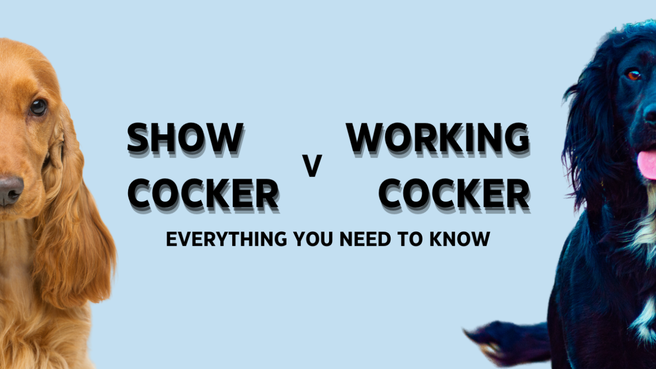 Show Cocker v Working Cocker Everything You Need to Know
