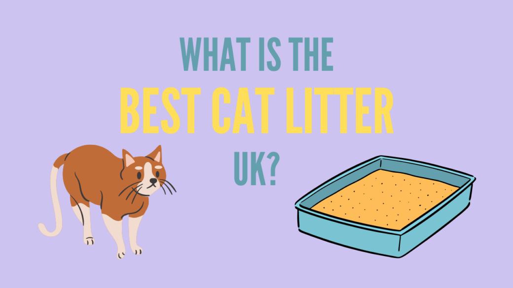 What is the Best Cat Litter UK