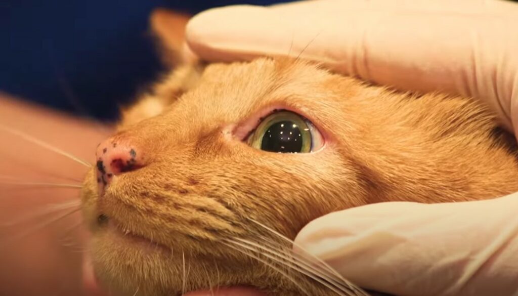 cat's third eyelid visible - cat eye