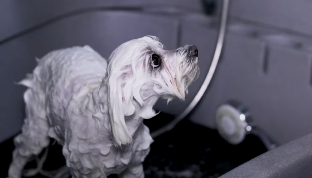 out of dog shampoo - dog in a bath