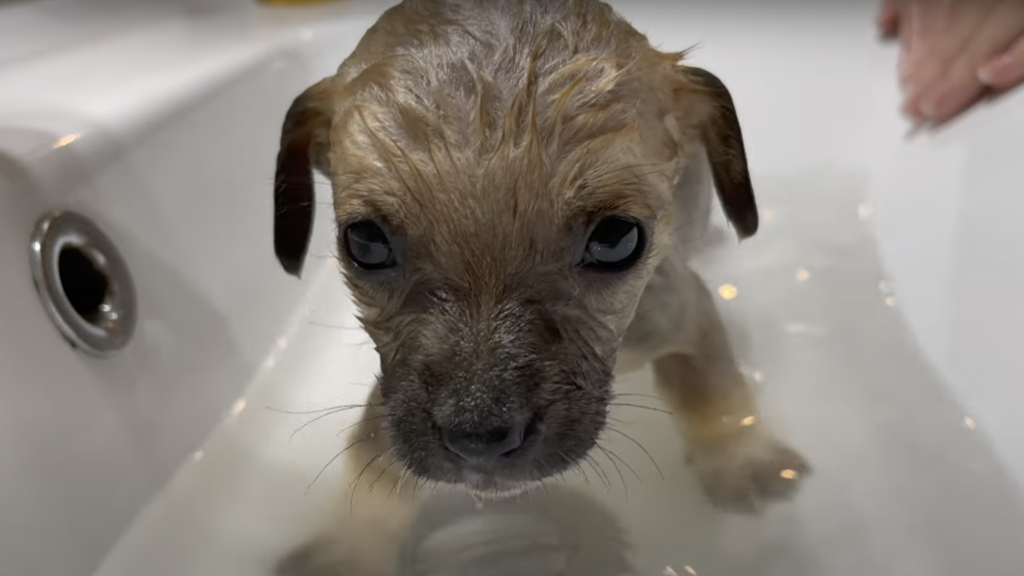 puppy in a bath