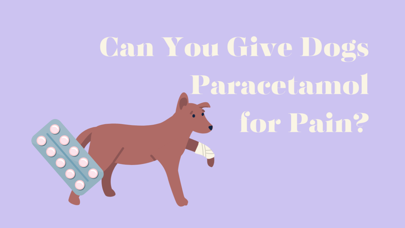 Can You Give Dogs Paracetamol for Pain
