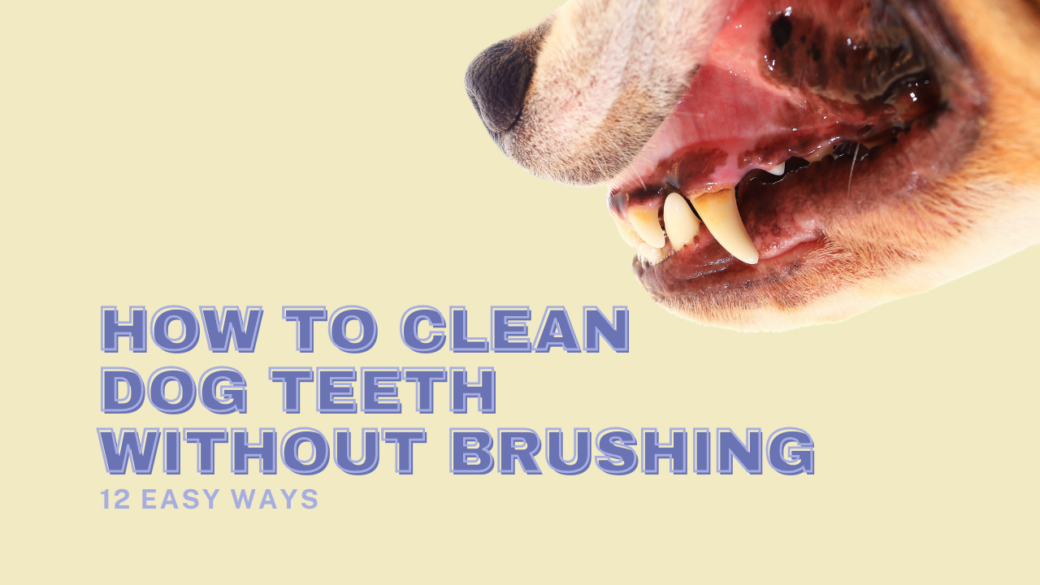 How to Clean Dog Teeth Without Brushing