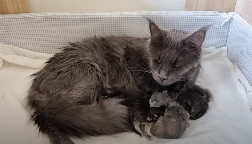 Maine coon female with kittens