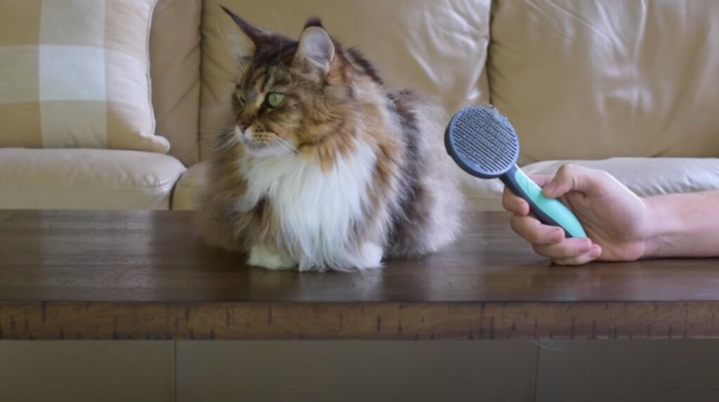 grooming maine coon cats