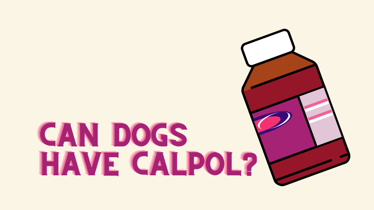 can dogs have calpol