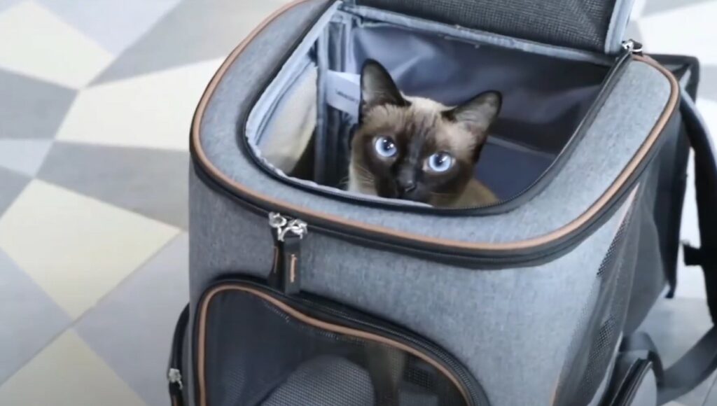 best cat backpack carrier uk - cat in backpack