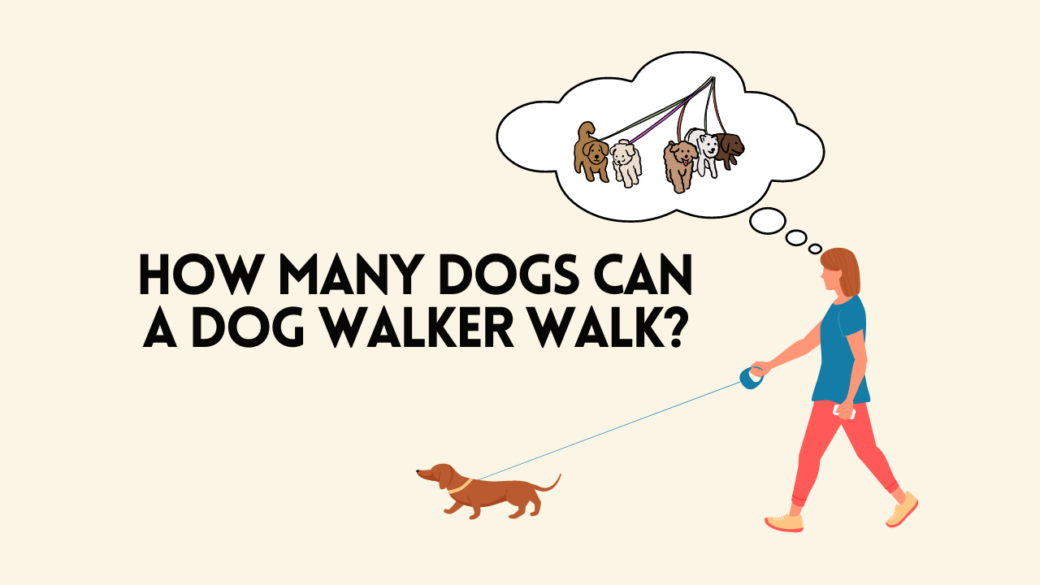 how many dogs can a dog walker walk