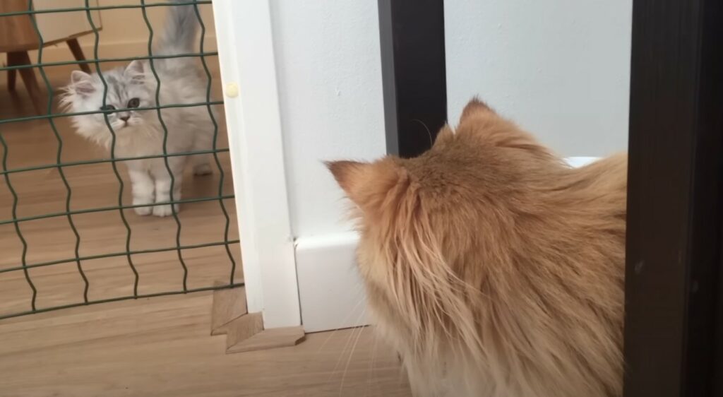 introducing cats to each other