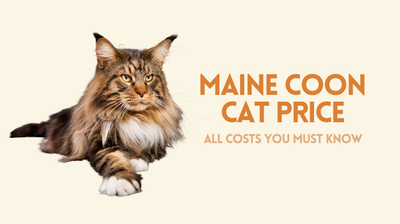 maine coon cat price