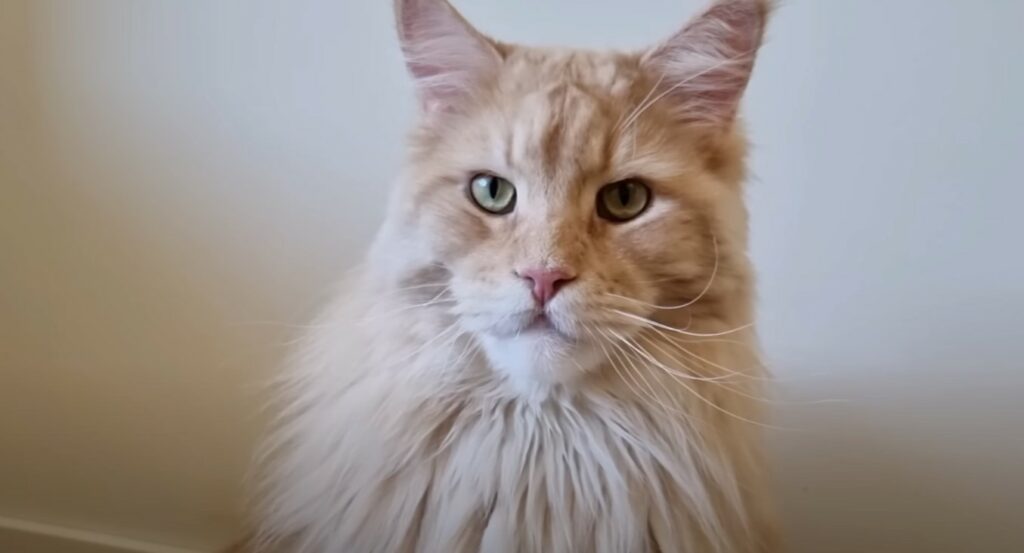 Male Maine Coon cat