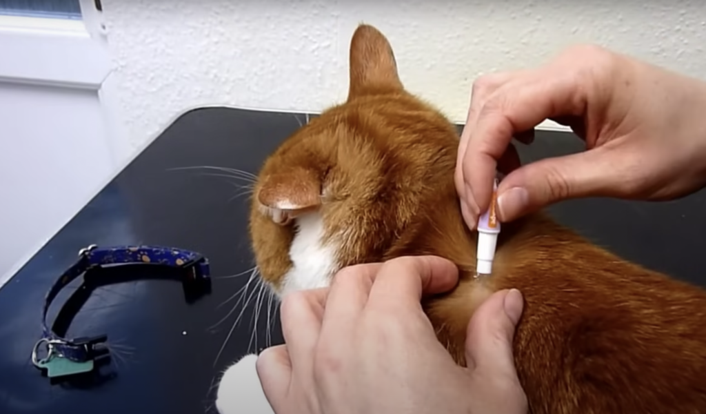 spot-on cat flea treatment