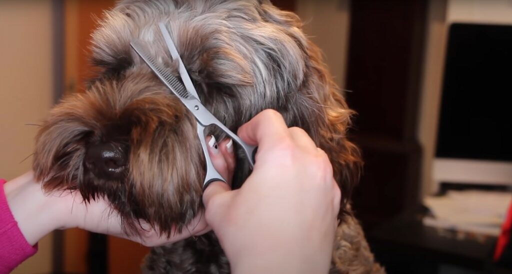best dog clippers uk - trimming a dog's face with scissors