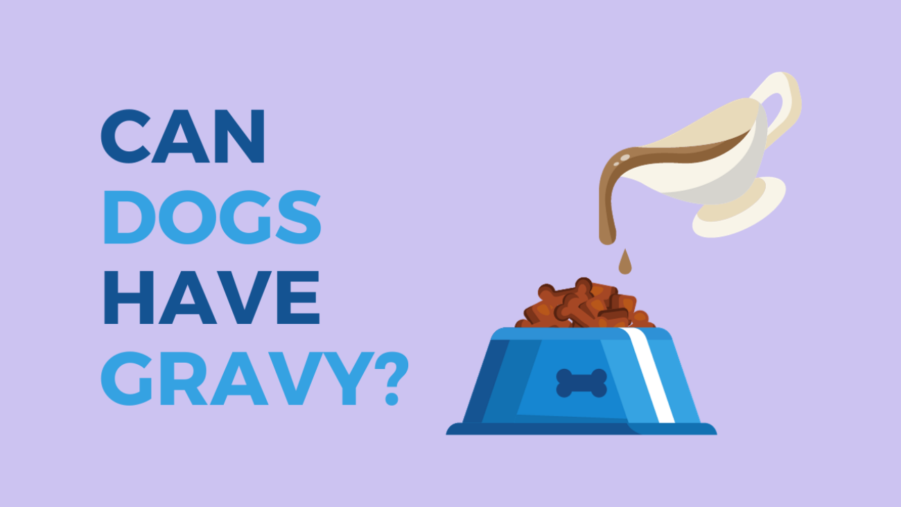 Can Dogs Have Gravy