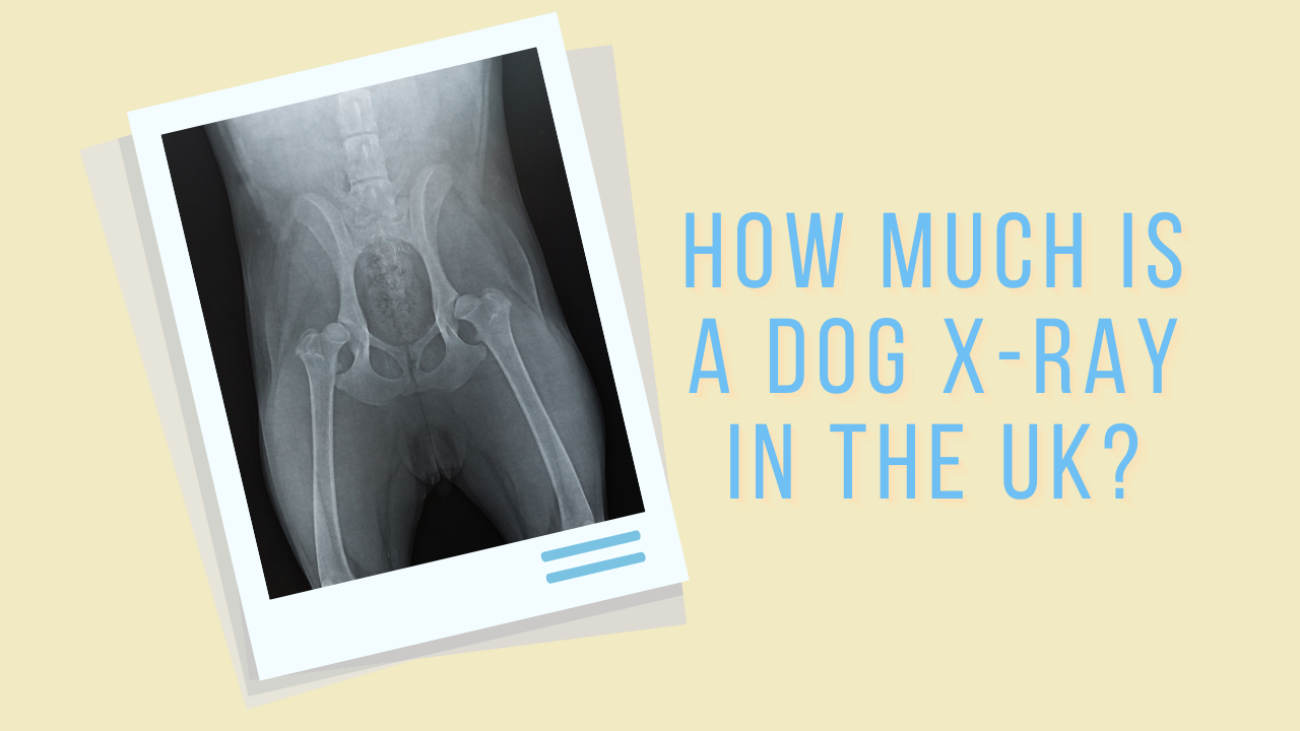 How much is a dog x-ray in the UK