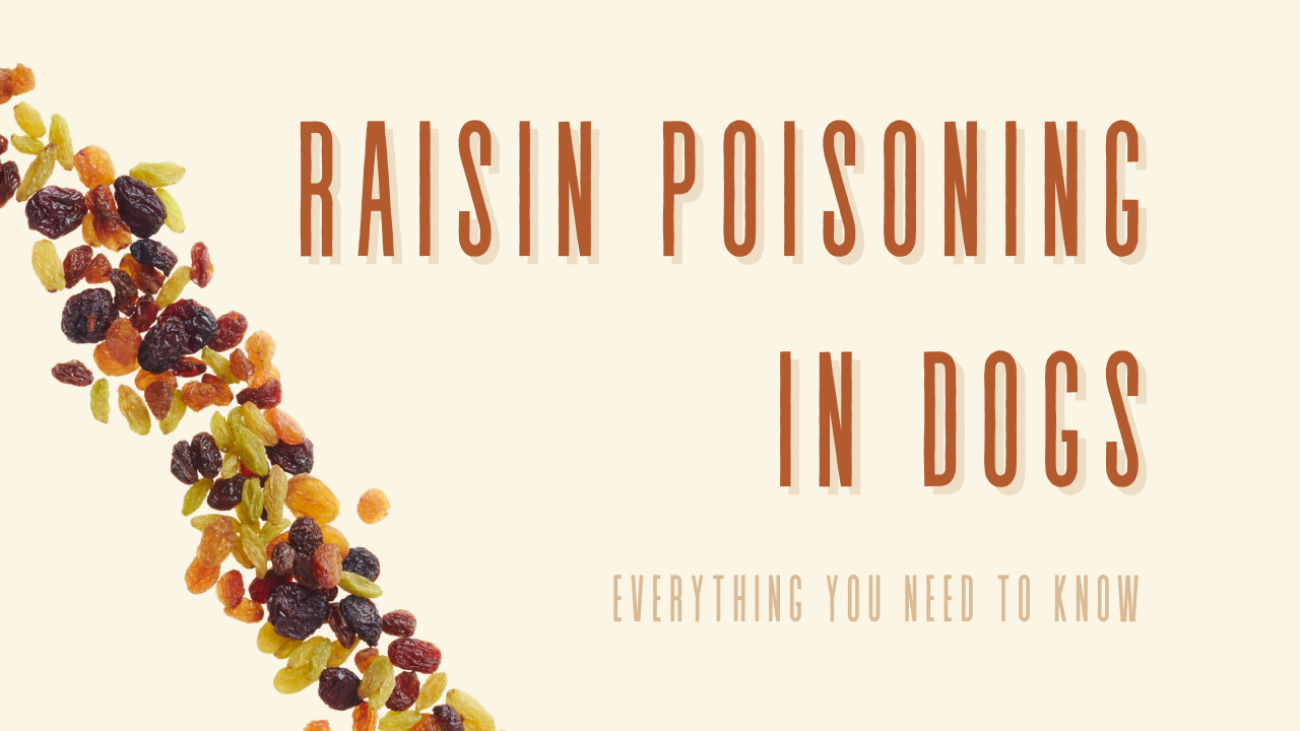 Raisin Poisoning in Dogs