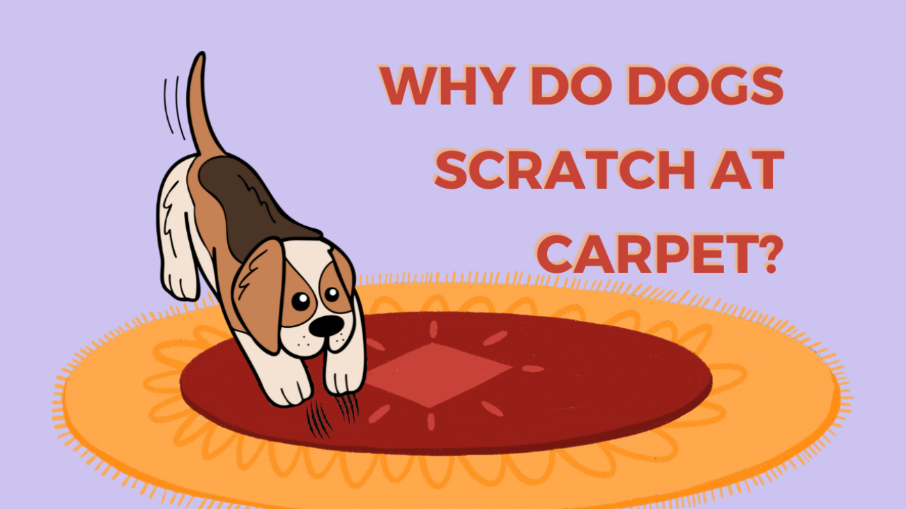 Why do dogs scratch at carpet
