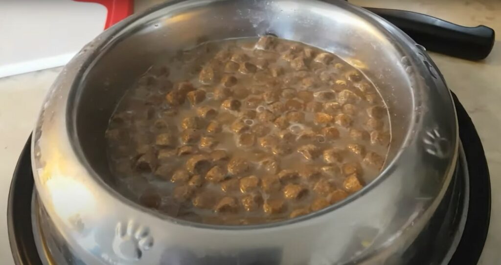 can dogs have gravy - dog food in hot water