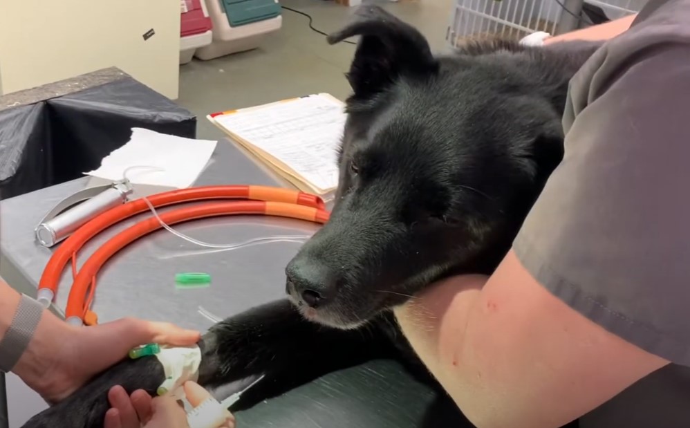 dog receiving anaesthesia
