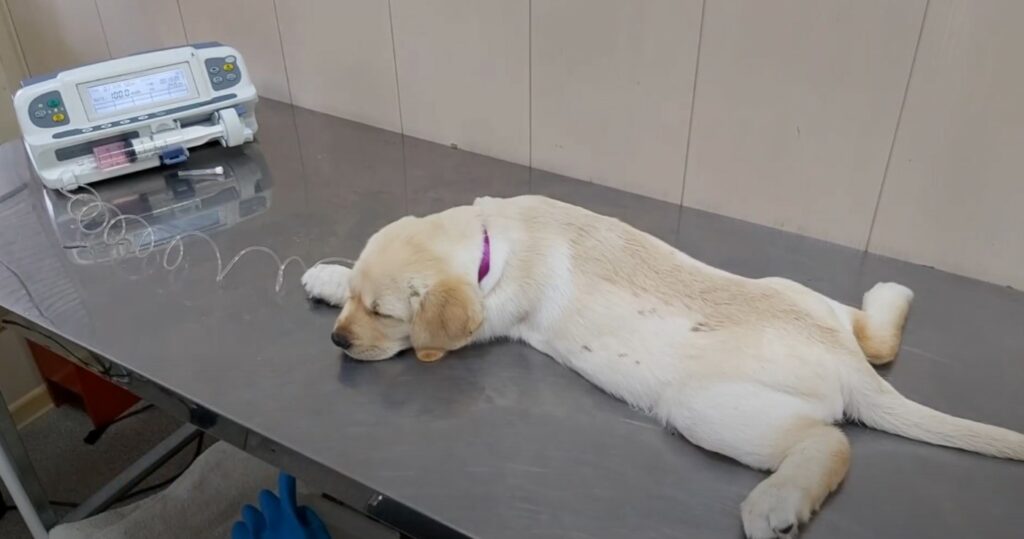 dog receiving care at the vet