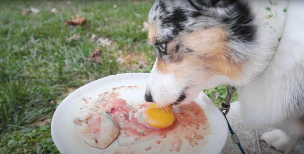 dog eating cracked raw egg over dog food