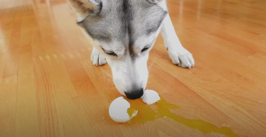 dog eating raw egg and eggshell