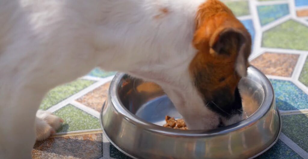 dog eating dog food with gravy topper