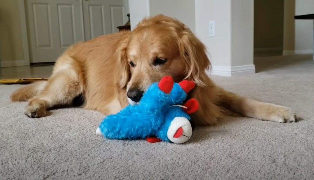dog playing with soft toy