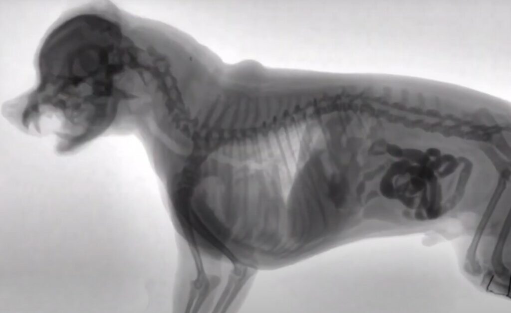 how much is a dog x-ray in the uk - radiograph from a dog x-ray
