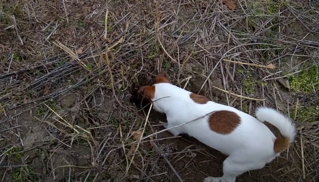 jack russell dog digging