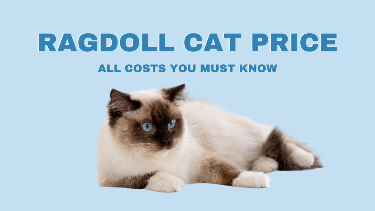 ragdoll cat price