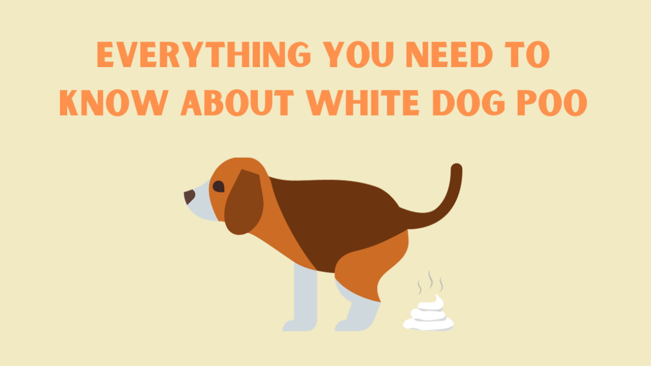 Everything You Need to Know About White Dog Poo